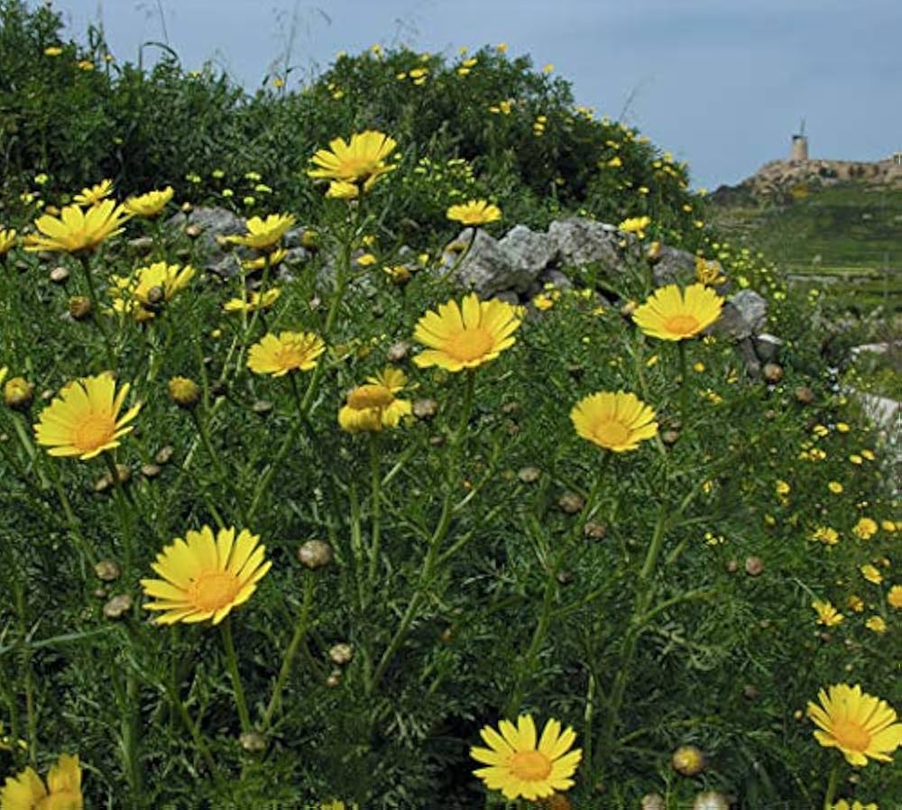 Crowndaisy chrysanthemum plant grown from seeds with yellow daisy-like edible flowers
